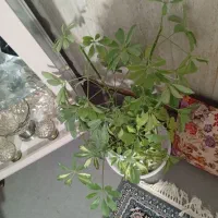 گل شفلر|گل و گیاه طبیعی|سبزوار, باهنر|دیوار