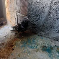 ی جفت دم سیاه زرد ماده هفت رنگ نر