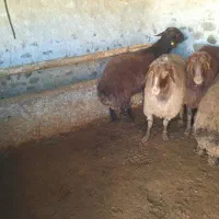 گوسفند چاق|حیوانات مزرعه|اردبیل, |دیوار