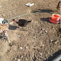 جوجه|حیوانات مزرعه|بهبهان, |دیوار