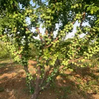 فروش باغ مثمر واقتصادی در گیوی (خلخال)ویلا/فول|فروش خانه و ویلا|کوثر, |دیوار