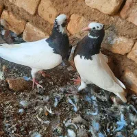 کبوترطوق سیاه کاکل ساده|پرنده|فسا, |دیوار