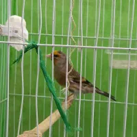 سهره قناری|پرنده|ساری, |دیوار