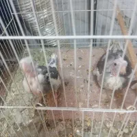 جفت عروس با سه تا جوجه|پرنده|تربت جام, فاز ۱ فرهنگیان|دیوار