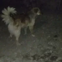 سگ سرابی زات قدیم