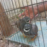 بلدرچین منیاتور