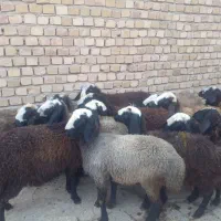 ۱۲تا بره ماده درشت شالی