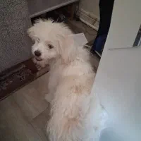 سگ شیتز