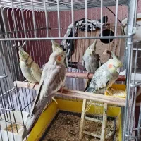 یک جفت نر و ماده و چهار تا جوجه دوماه سلام|پرنده|تهران, هفده شهریور|دیوار
