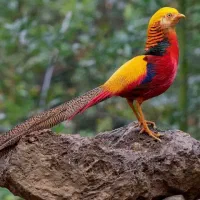 خروس بلژیکی