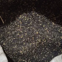 بذر پیاز قرمز