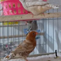 فنچ کینگ فول اورنج|پرنده|بندرعباس, |دیوار