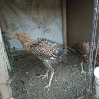 جوجه لاری برزیلی یا کوکو|حیوانات مزرعه|تربت‌حیدریه, بیمارستان رازی|دیوار