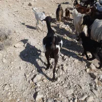 بز کهره دار وابستن