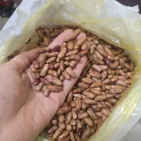 فروش بذر لوبیا محلی