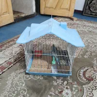 پرنده|پرنده|محمدشهر, کوی بهار|دیوار