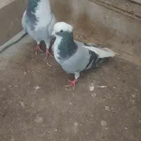 فروش جفت کبوتر جوعرب