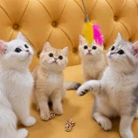 شهر گربه های آپارتمانی ( Meow Hop )|گربه|مشهد, سجاد شهر|دیوار