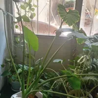 یک عدد گل باباادم