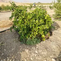 معاوضه باغ ۲ هزار متری با مسکن ملی|فروش دفتر صنعتی، کشاورزی، تجاری|دوگنبدان, |دیوار