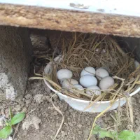 فروش تخم مرغ سیبرایت مینیاتوری نطفه دار|حیوانات مزرعه|ساری, |دیوار