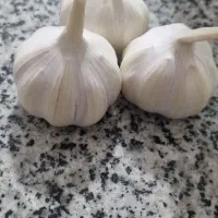 سیر زابل تازه و آبدار