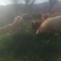 3 سال گله ای