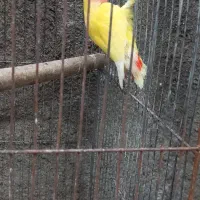 طوطی برزیلی