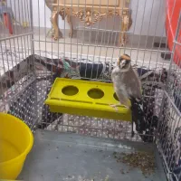 سهره جوجه قفس