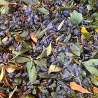 زرشک کوهی تازه چین
