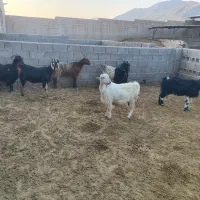 فروش ۹ راس بزه کهره دار