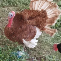 بوقلمون بوربون نر چاق|حیوانات مزرعه|مرند, |دیوار