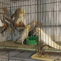 فروش طوطی عروس های بالغ و جوجه عروس هم موجود است|پرنده|رشت, حسین آباد|دیوار