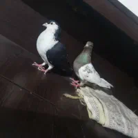 کبوتر|پرنده|گنبد کاووس, |دیوار