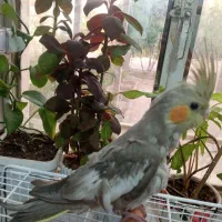 جوجه عروس هلندی