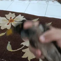 مینا سخن گو