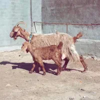 بز با بزغاله در فریمان