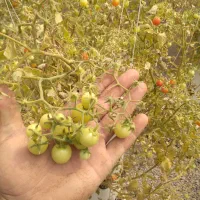 سازه های گلخانه|ماشین‌آلات صنعتی|بشاریات, |دیوار