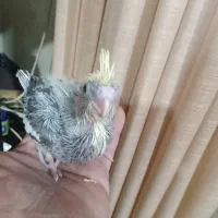 جوجه عروس هلندی سرلاکی کاملا سالم سرحال|پرنده|ساری, |دیوار