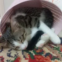 گربه خانگی خیلی ناز و اروم با تربیت