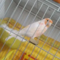 قناری جفت مزایکی ترک