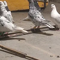 کفتر هفت‌رنگ