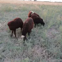 بره ماده افشاری