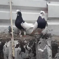 کبوتر|پرنده|شیراز, احمدآباد|دیوار