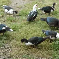 فروش اردک اسرائیلی در تالش