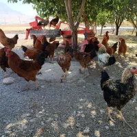مرغ و خروس|پرنده|روانسر, |دیوار