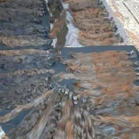 فروش مو کوتاهی مو((خریدارمو خریدمو))|آرایشی، بهداشتی، درمانی|خرمآباد, |دیوار