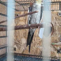 یه جفت عروس هلندی با جوجه|پرنده|پیر بکران, |دیوار