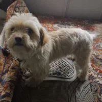 سک پشمالو پاکوتاه