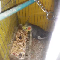 عروس هلندی سخنگو وماده لیمویی